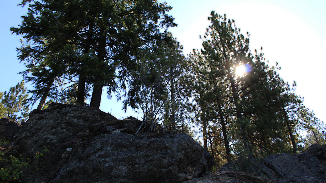 Sun behind the trees 